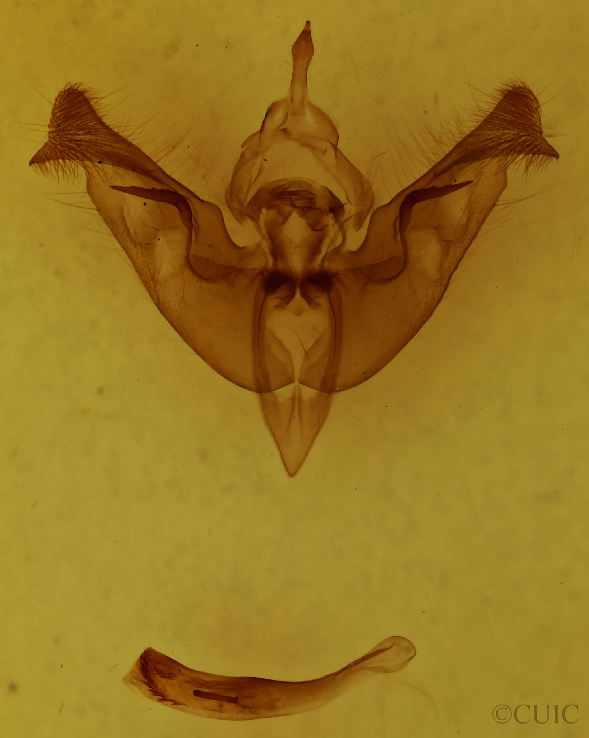 genitalia view of adult Papaipema nepheleptena