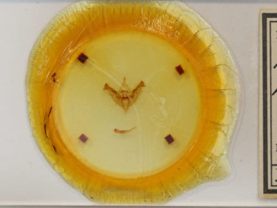 slide view of adult Papaipema nepheleptena