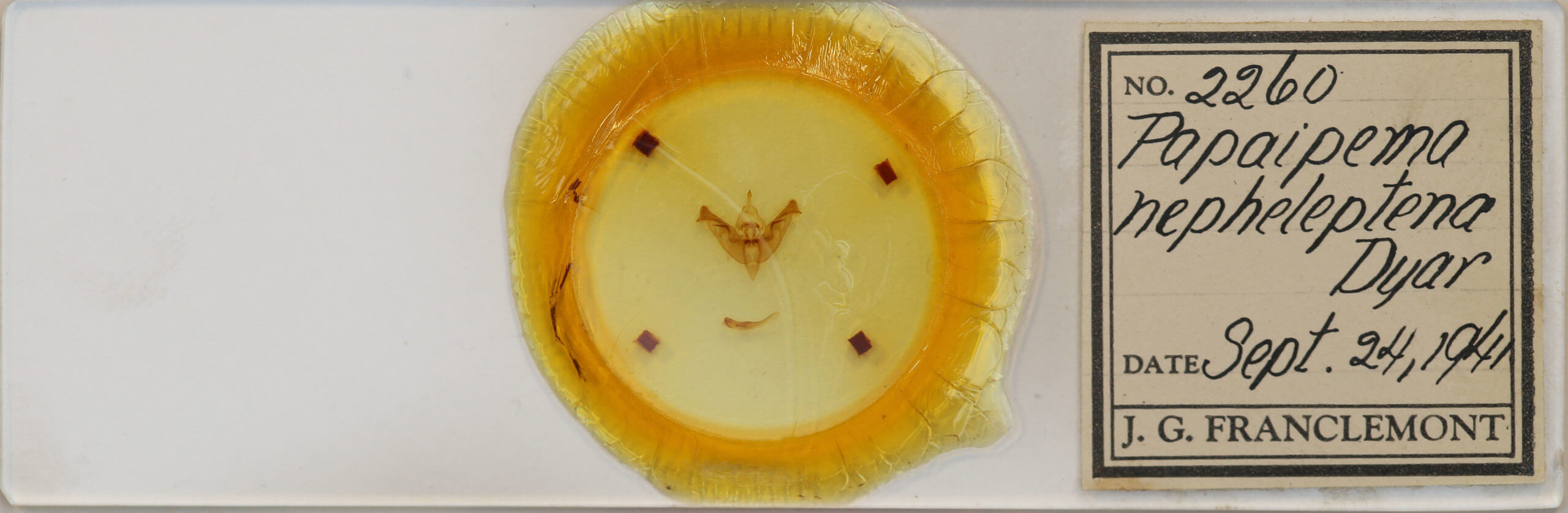 slide view of adult Papaipema nepheleptena