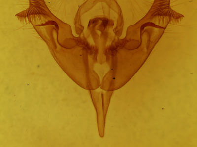 genitalia view of adult Papaipema rigida