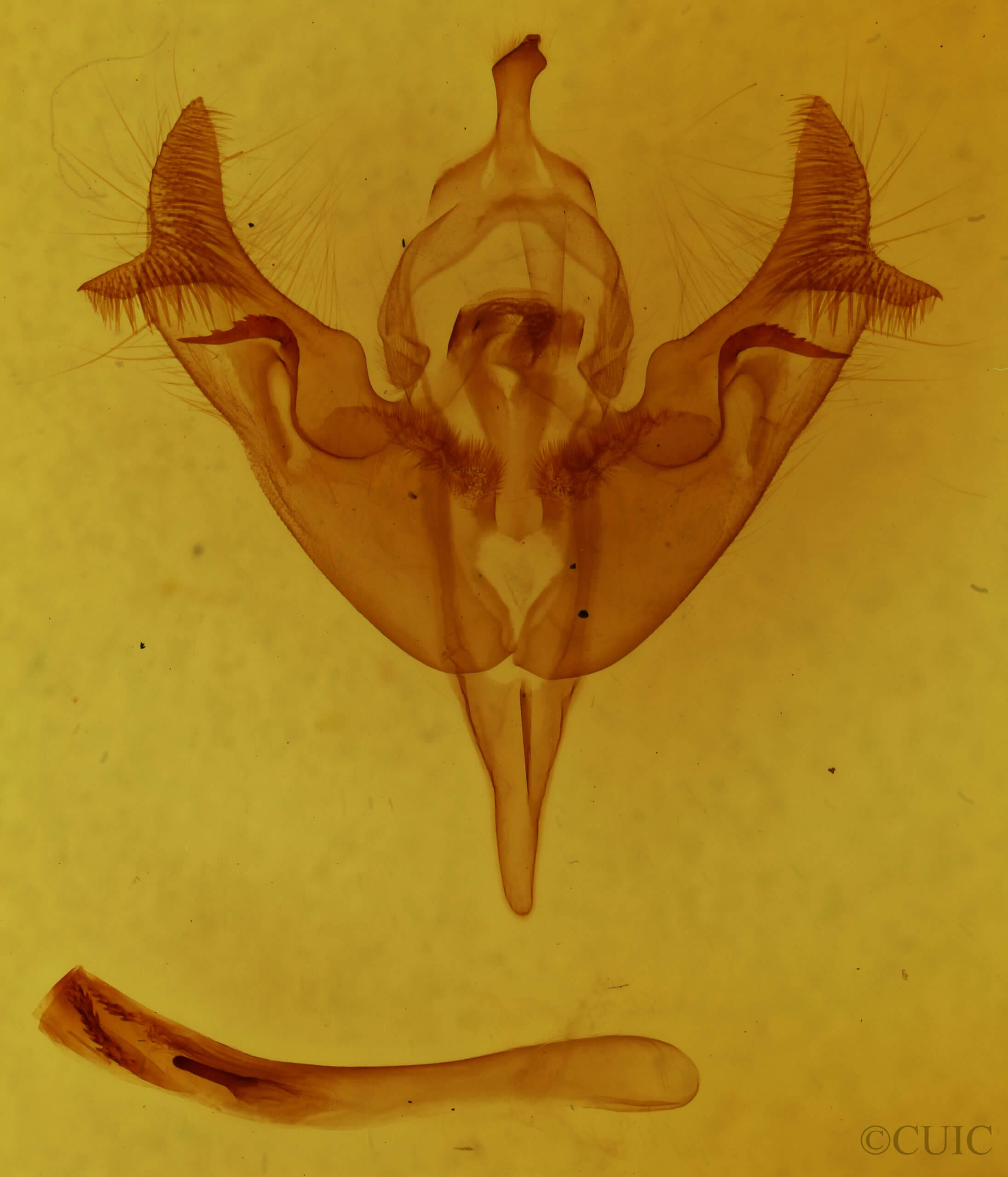 genitalia view of adult Papaipema rigida