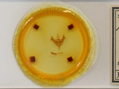 slide view of adult Papaipema rigida