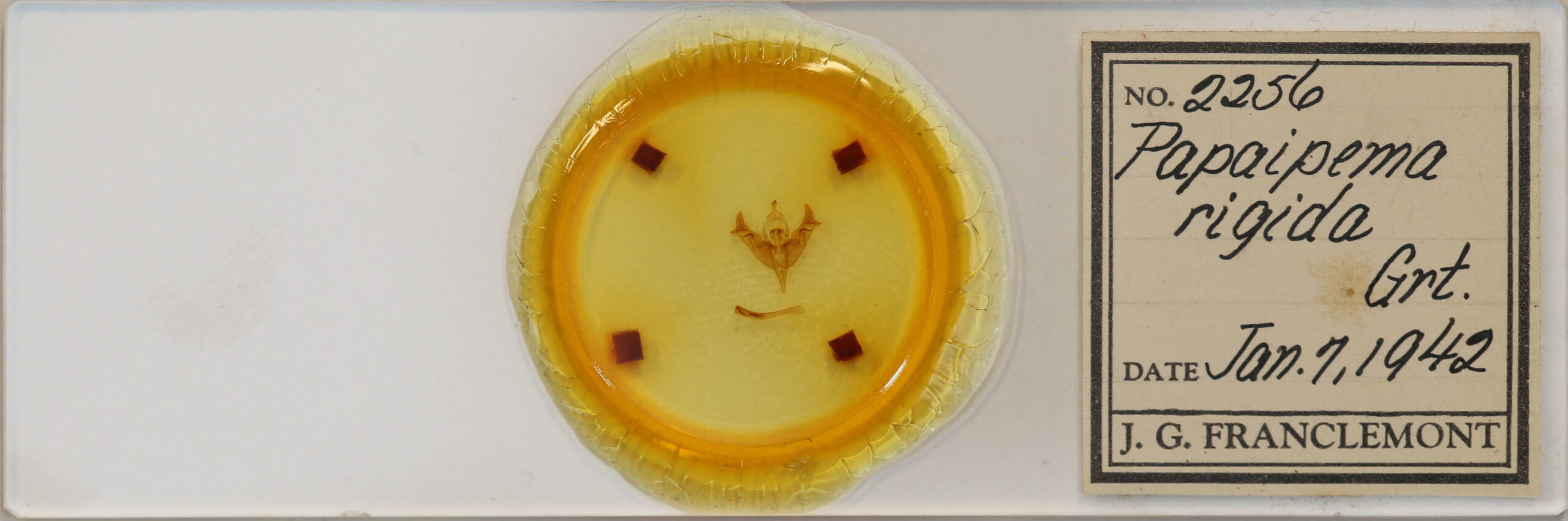 slide view of adult Papaipema rigida