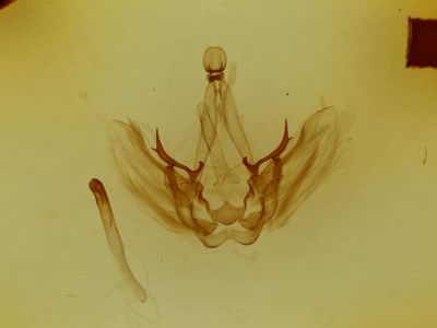 genitalia view of adult Pauluma minna