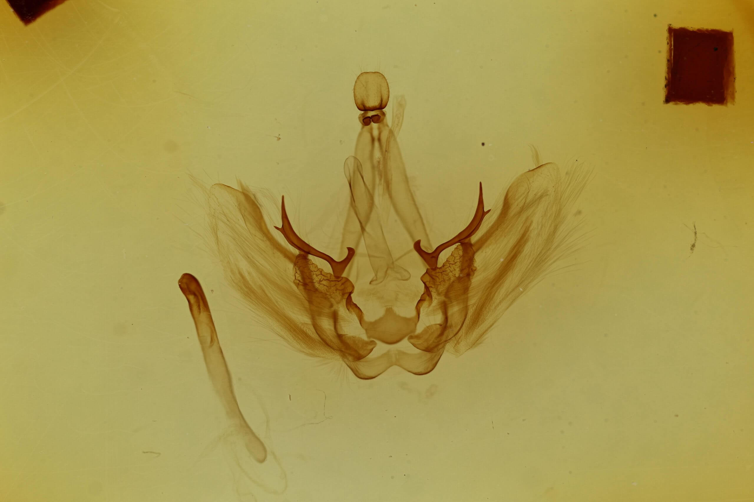 genitalia view of adult Pauluma minna