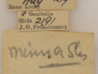 label view of adult Pauluma minna