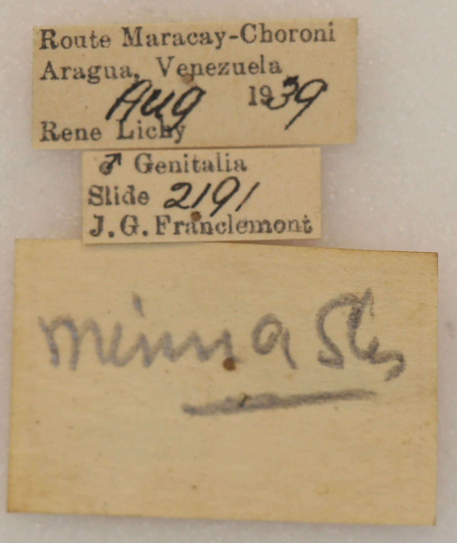 label view of adult Pauluma minna