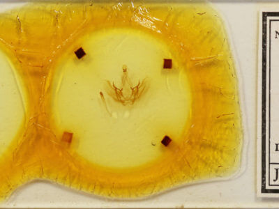 slide view of adult Pauluma minna