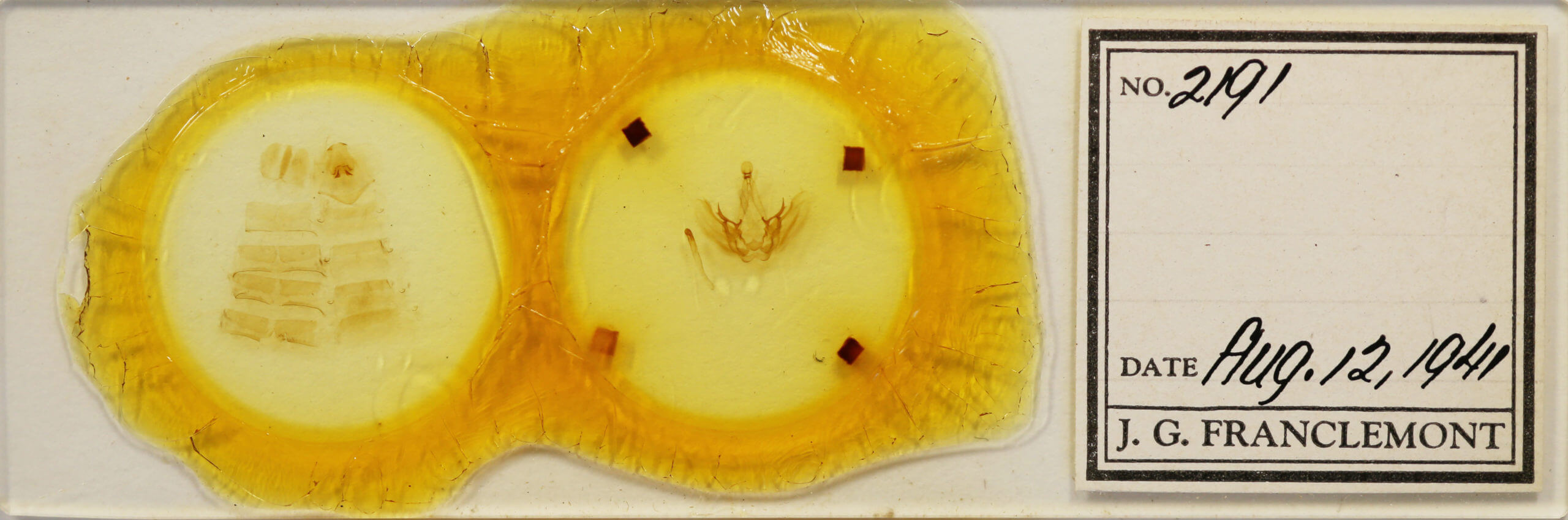 slide view of adult Pauluma minna