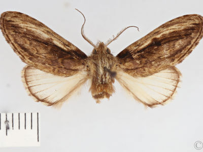 dorsal view of adult Pauluma minna