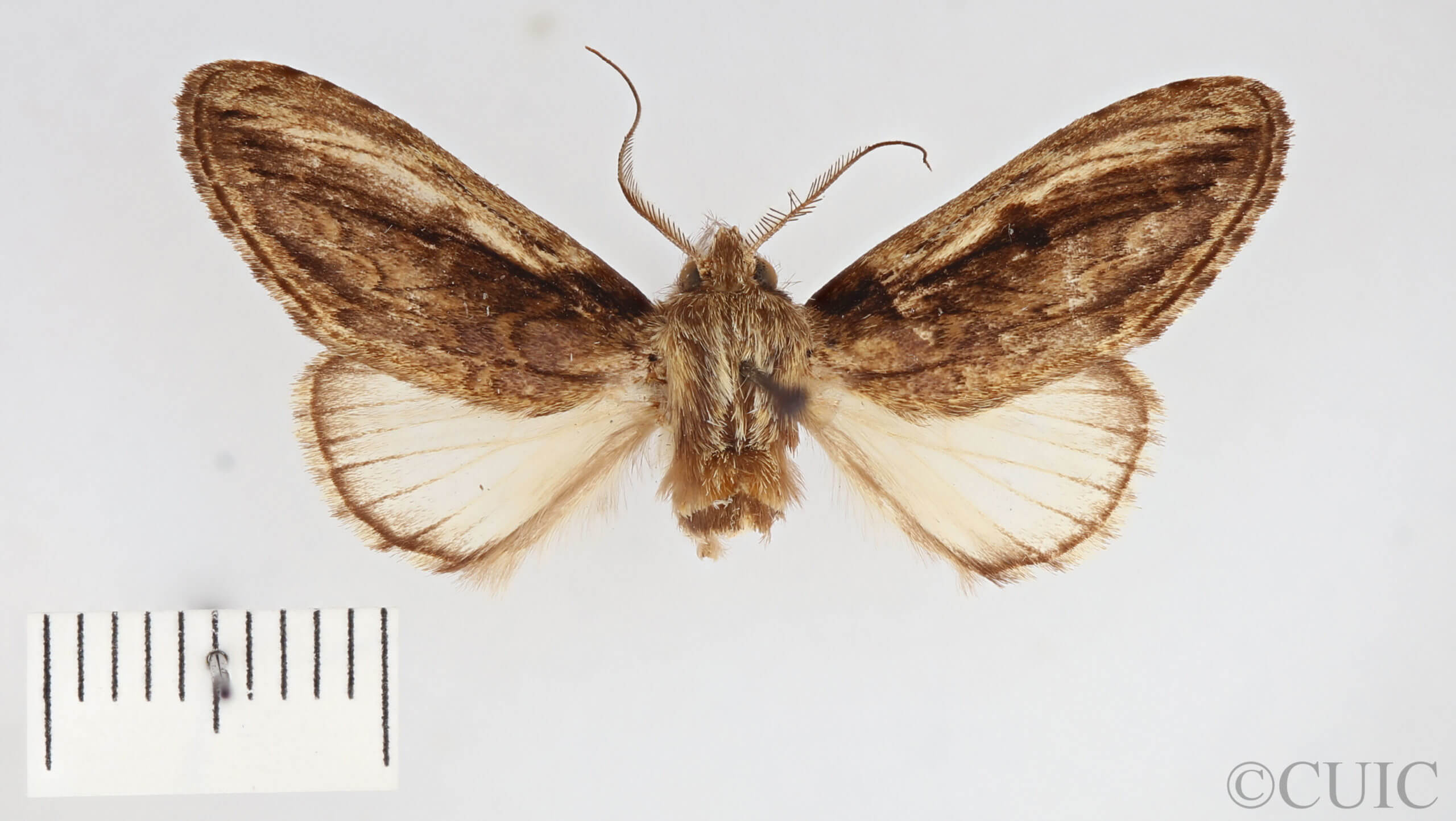 dorsal view of adult Pauluma minna