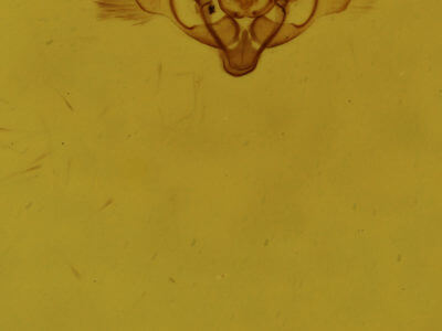 genitalia view of adult Orthonama obstipata