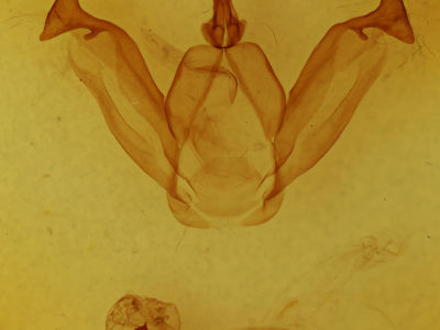 genitalia view of adult Peridea anceps