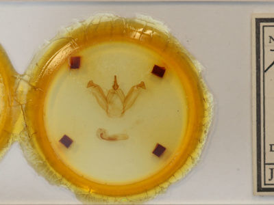 slide view of adult Peridea anceps