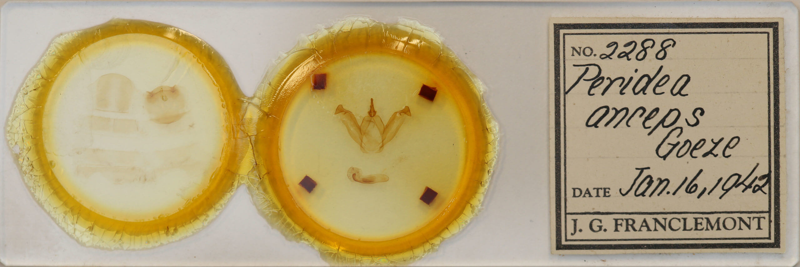 slide view of adult Peridea anceps