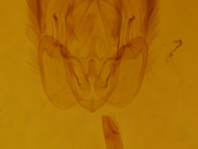 genitalia view of adult Perigea xanthioides