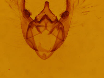 genitalia view of adult Phigalia titea