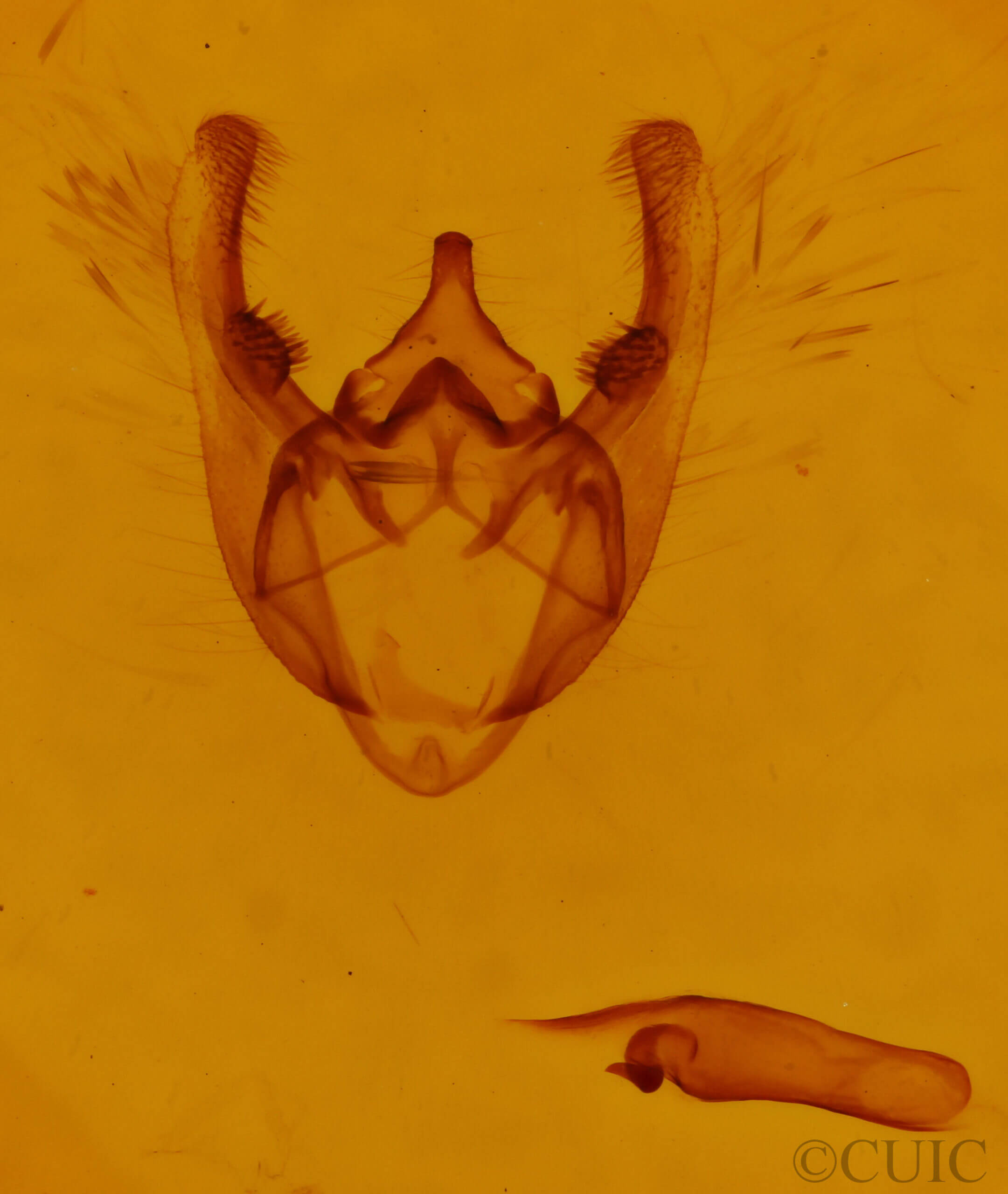 genitalia view of adult Phigalia titea