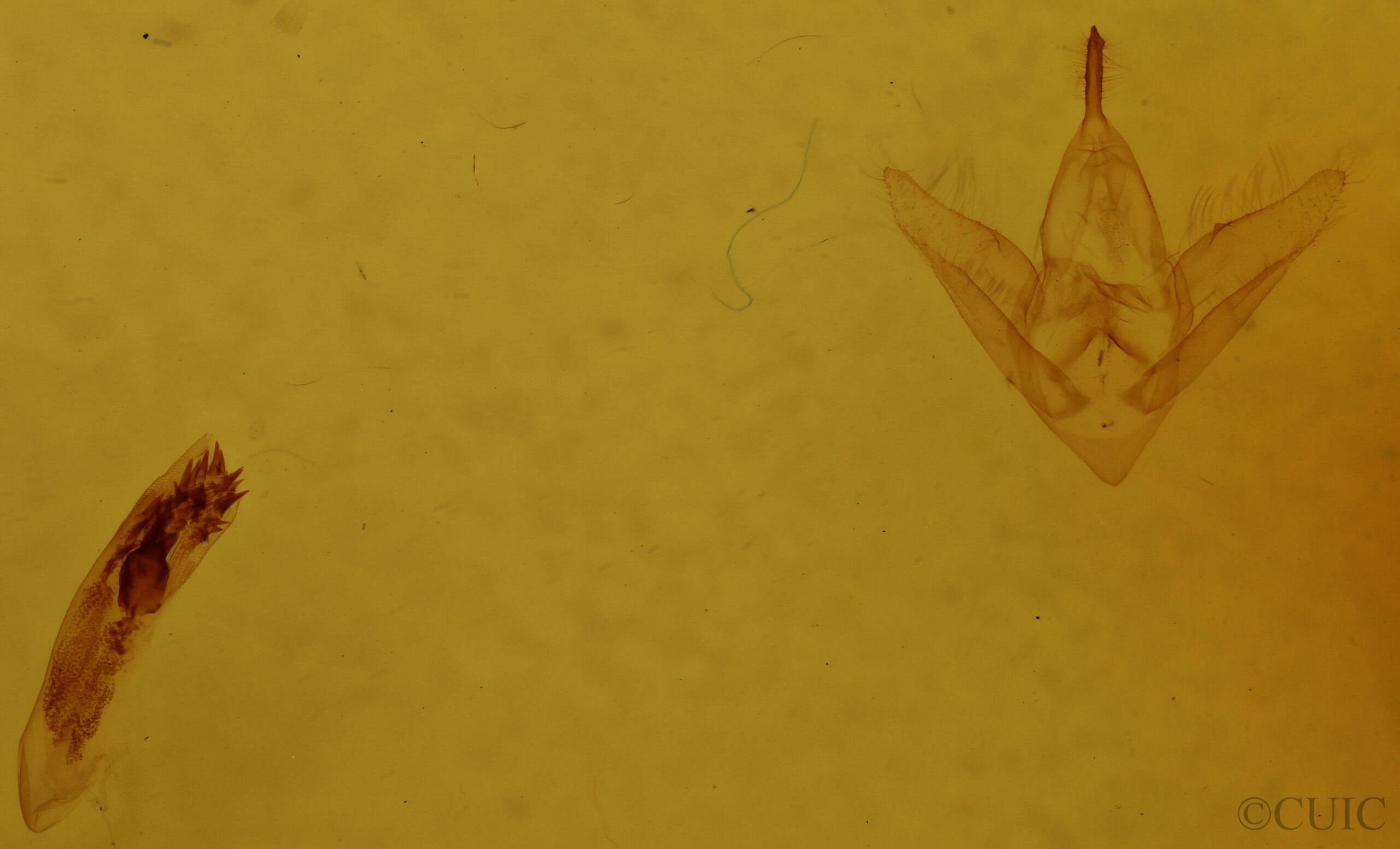 genitalia view of adult Phalaenostola hanhami