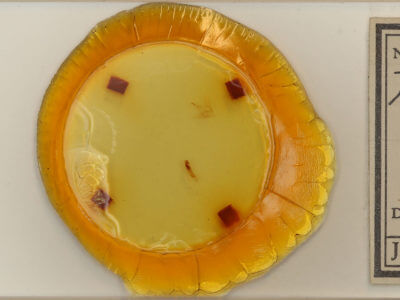 slide view of adult Phalaenostola hanhami