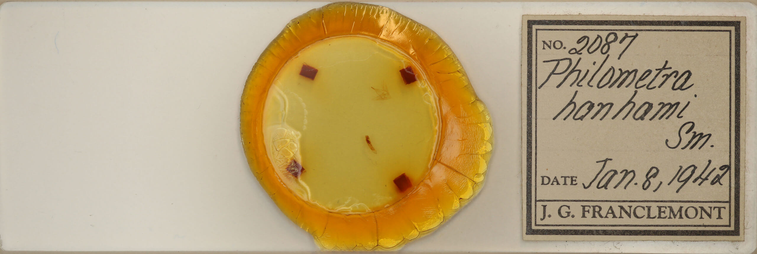 slide view of adult Phalaenostola hanhami