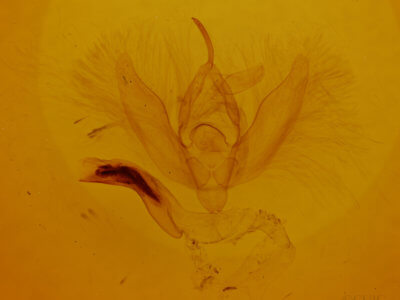 genitalia view of adult Phosphila  miselioides