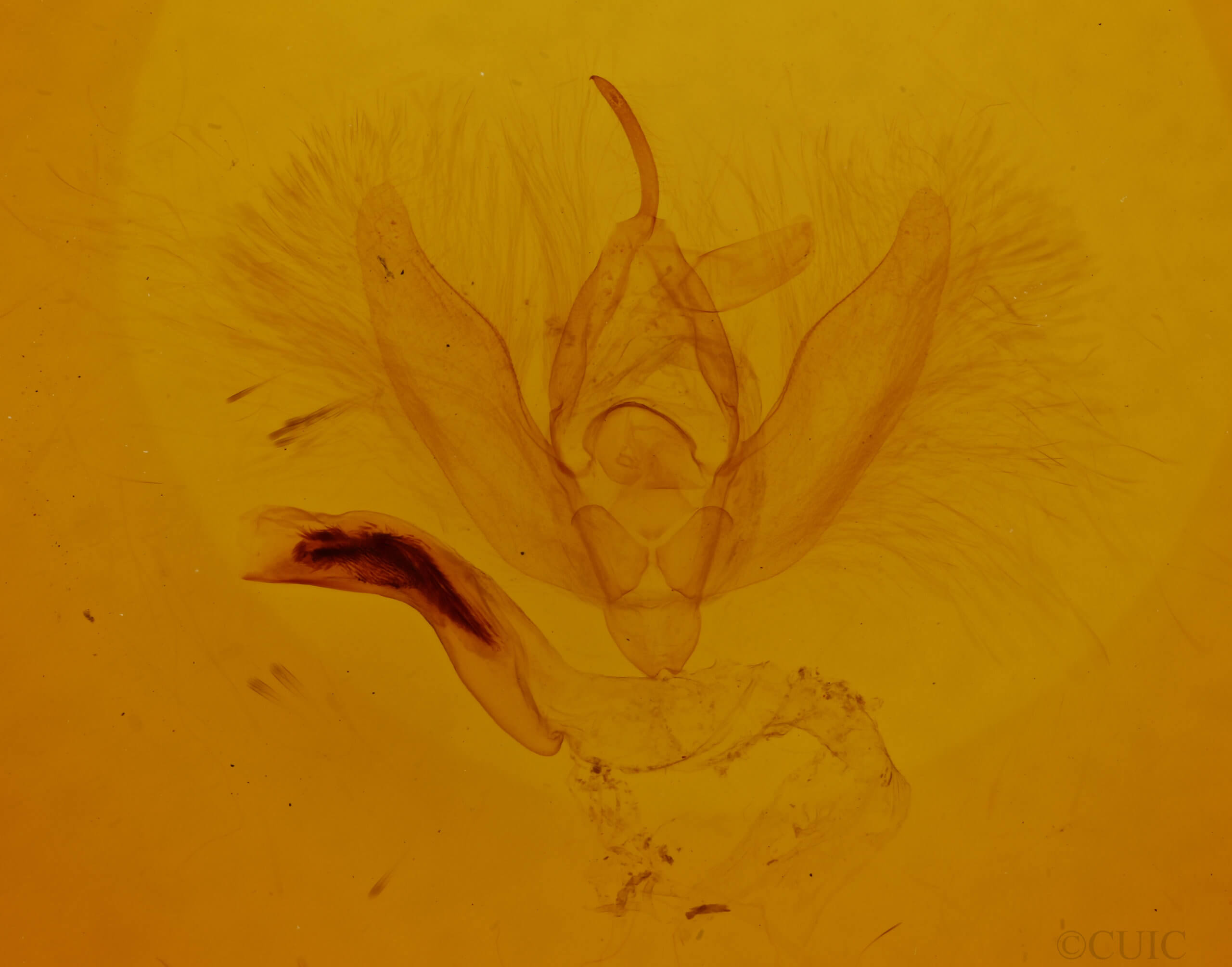 genitalia view of adult Phosphila  miselioides