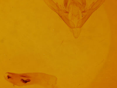 genitalia view of adult Phyprosopus callitrichoides