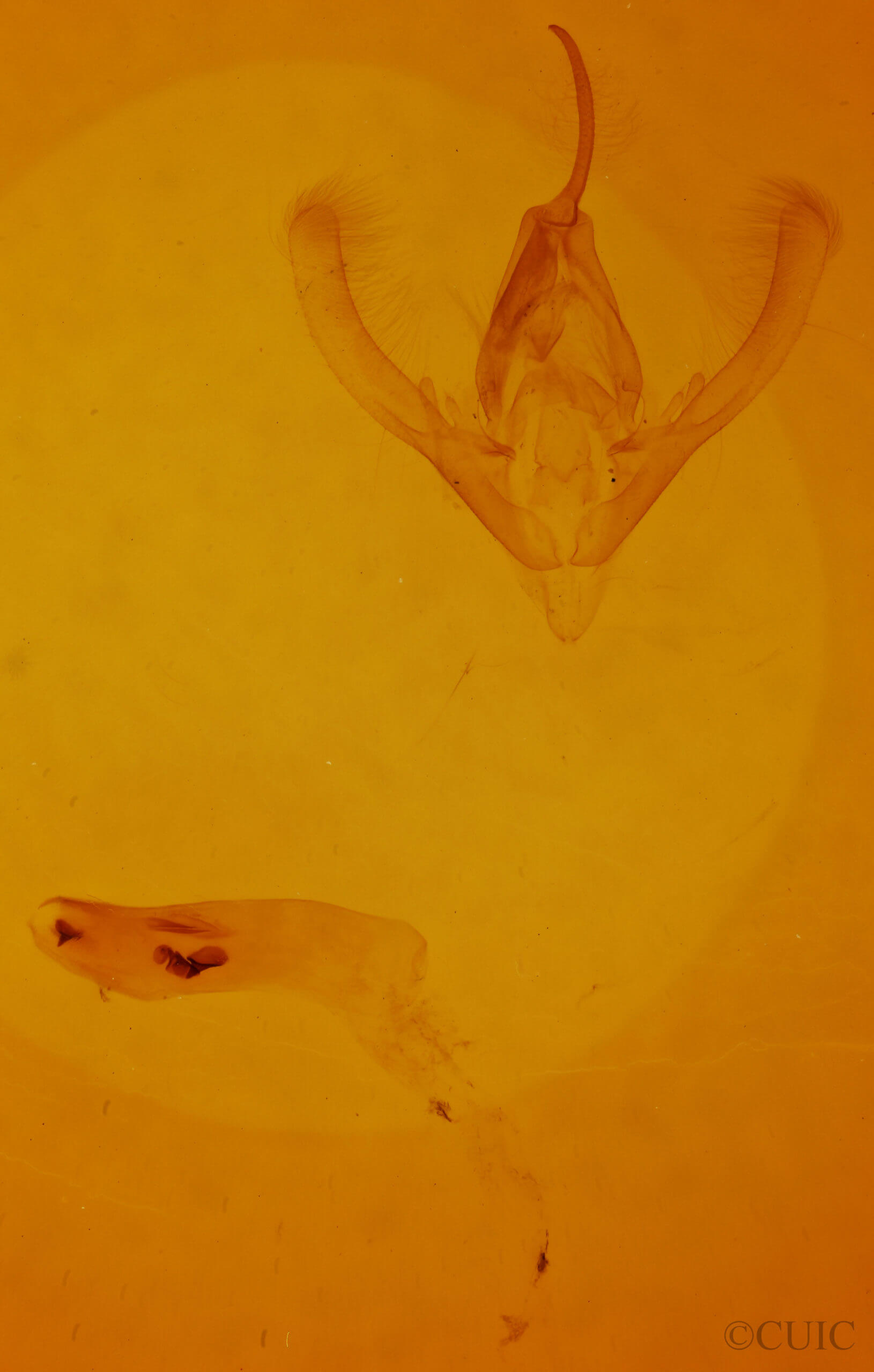 genitalia view of adult Phyprosopus callitrichoides