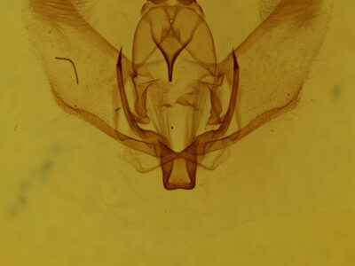 genitalia view of adult Plagodis fervidaria