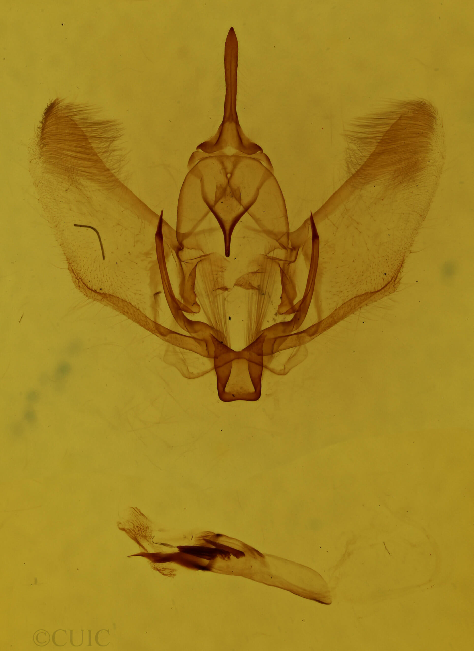 genitalia view of adult Plagodis fervidaria