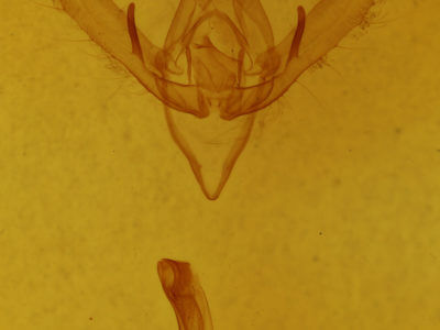 genitalia view of adult Plusia venusta