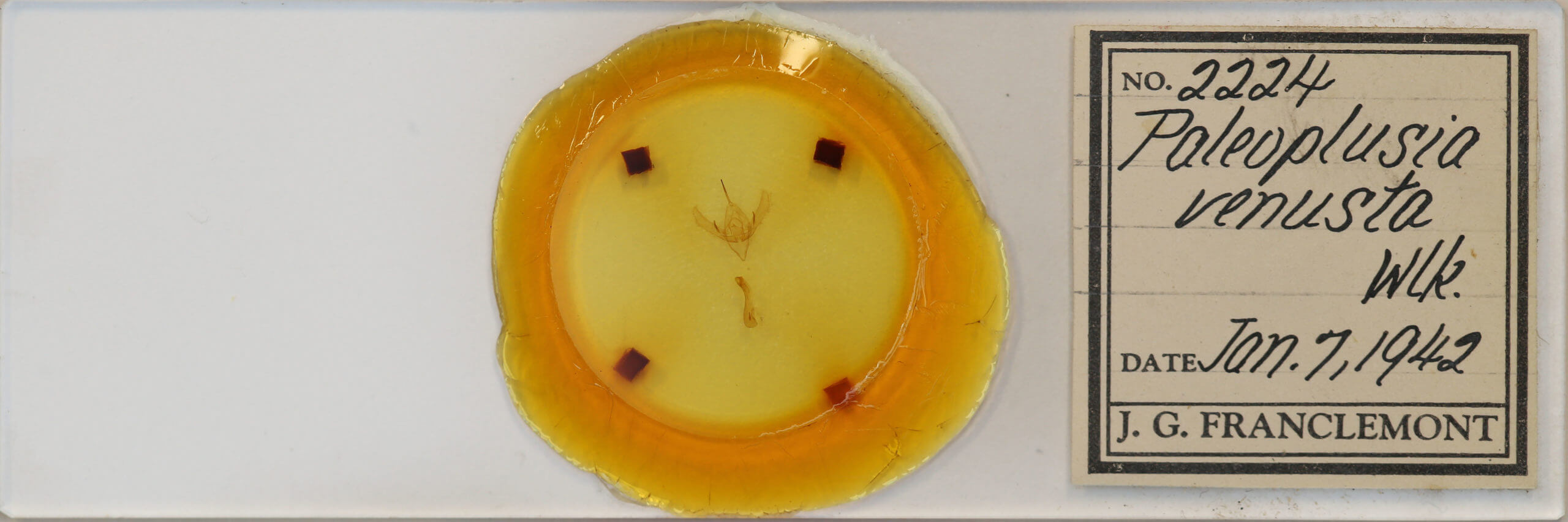 slide view of adult Plusia venusta