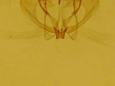 genitalia view of adult Probole alienaria