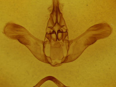 genitalia view of adult Prolimacodes badia