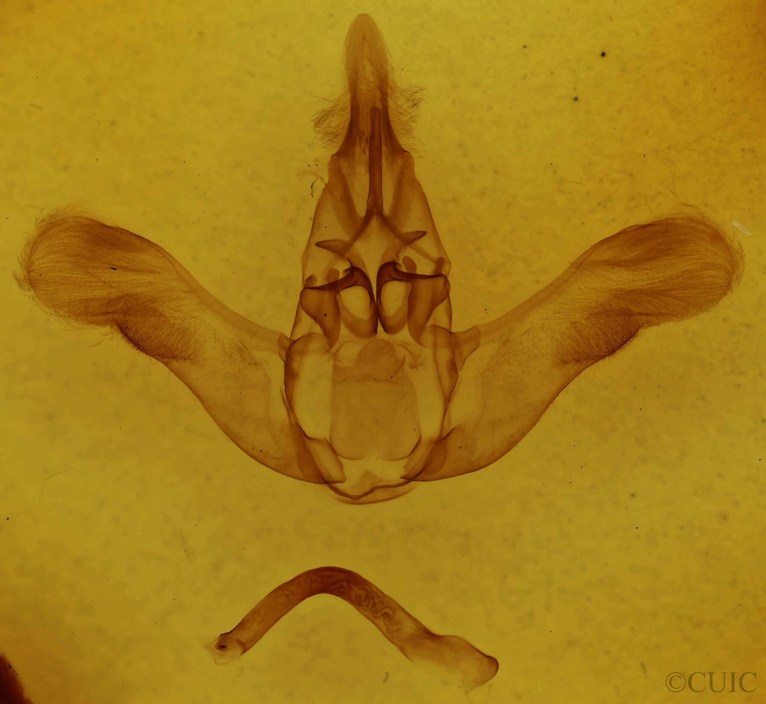 genitalia view of adult Prolimacodes badia