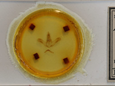 slide view of adult Prolimacodes badia