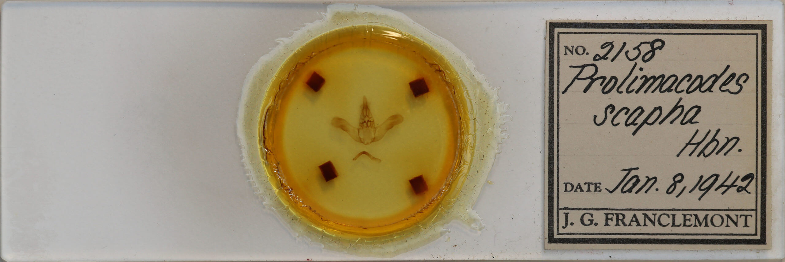 slide view of adult Prolimacodes badia