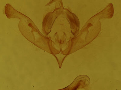 genitalia view of adult Properigea loculosa