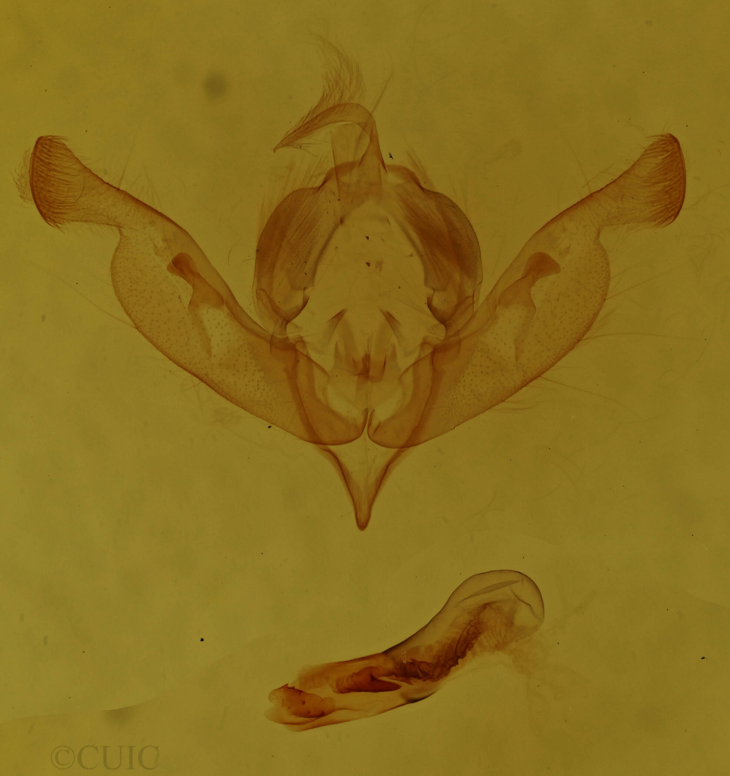 genitalia view of adult Properigea loculosa