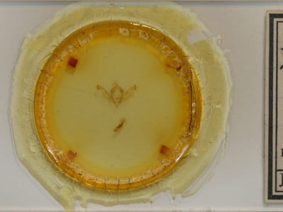 slide view of adult Properigea loculosa