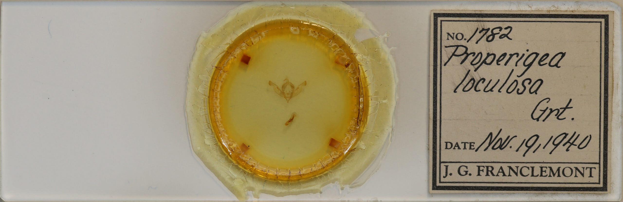 slide view of adult Properigea loculosa