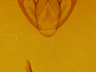 genitalia view of adult Protoboarmia porcelaria