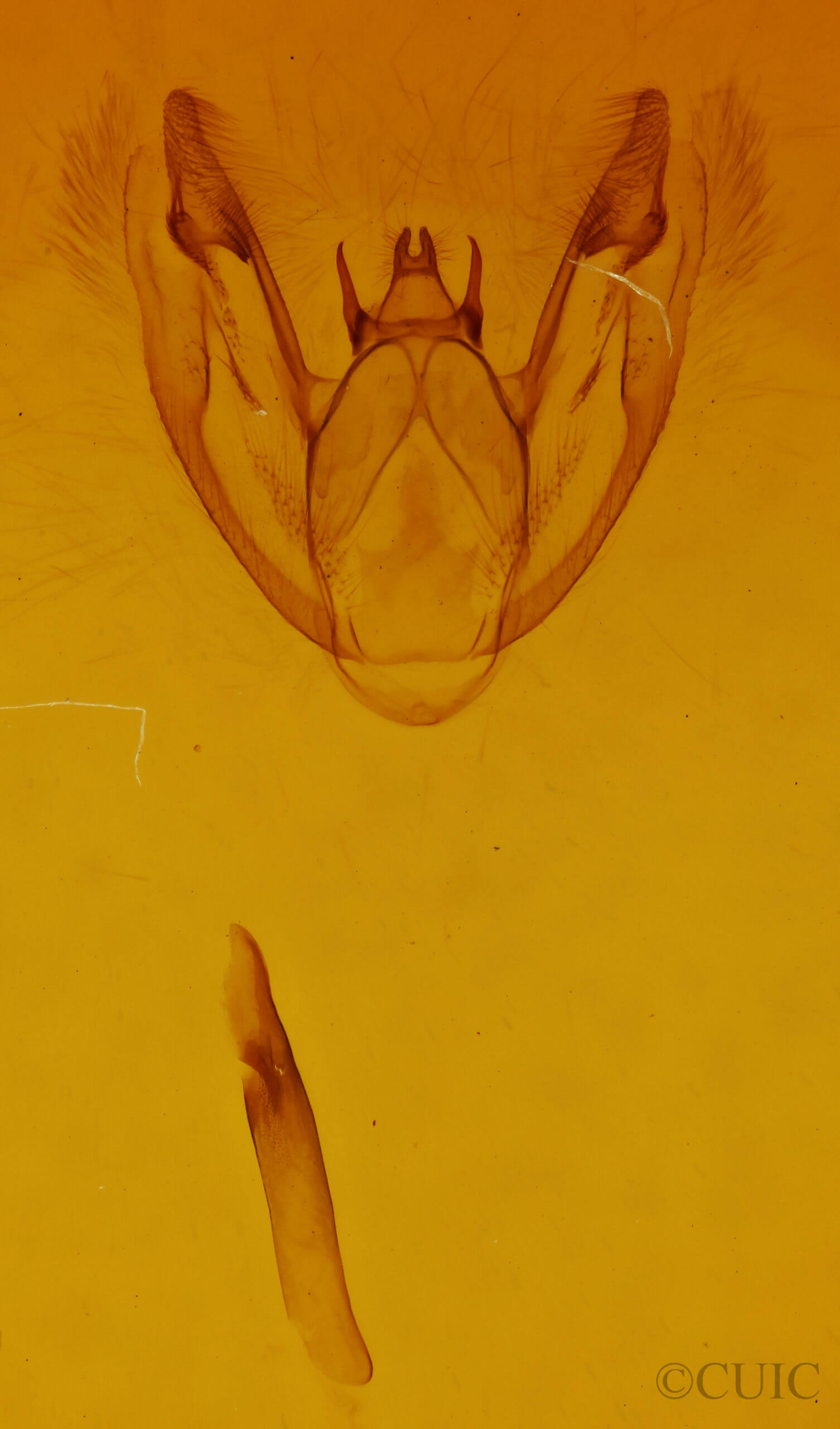 genitalia view of adult Protoboarmia porcelaria