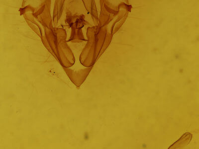 genitalia view of adult Protorthodes oviduca