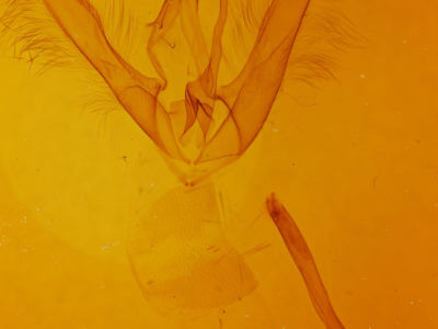 genitalia view of adult Pseudanthracia coracias