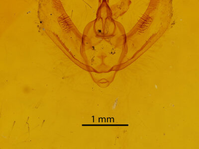 genitalia view of adult Hypomecis buchholzaria