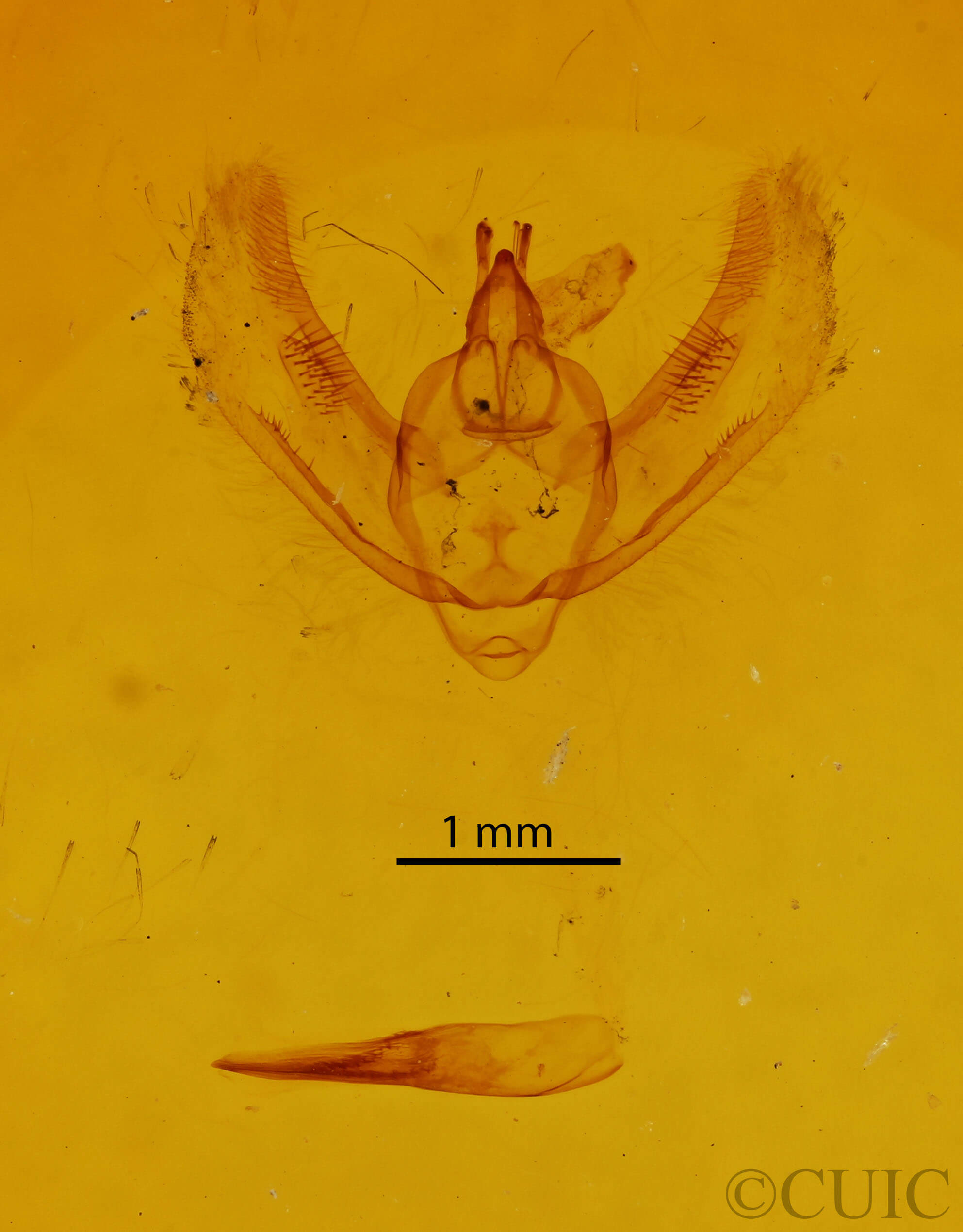 genitalia view of adult Hypomecis buchholzaria
