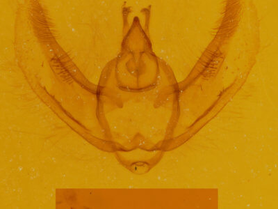 genitalia view of adult Hypomecis buchholzaria