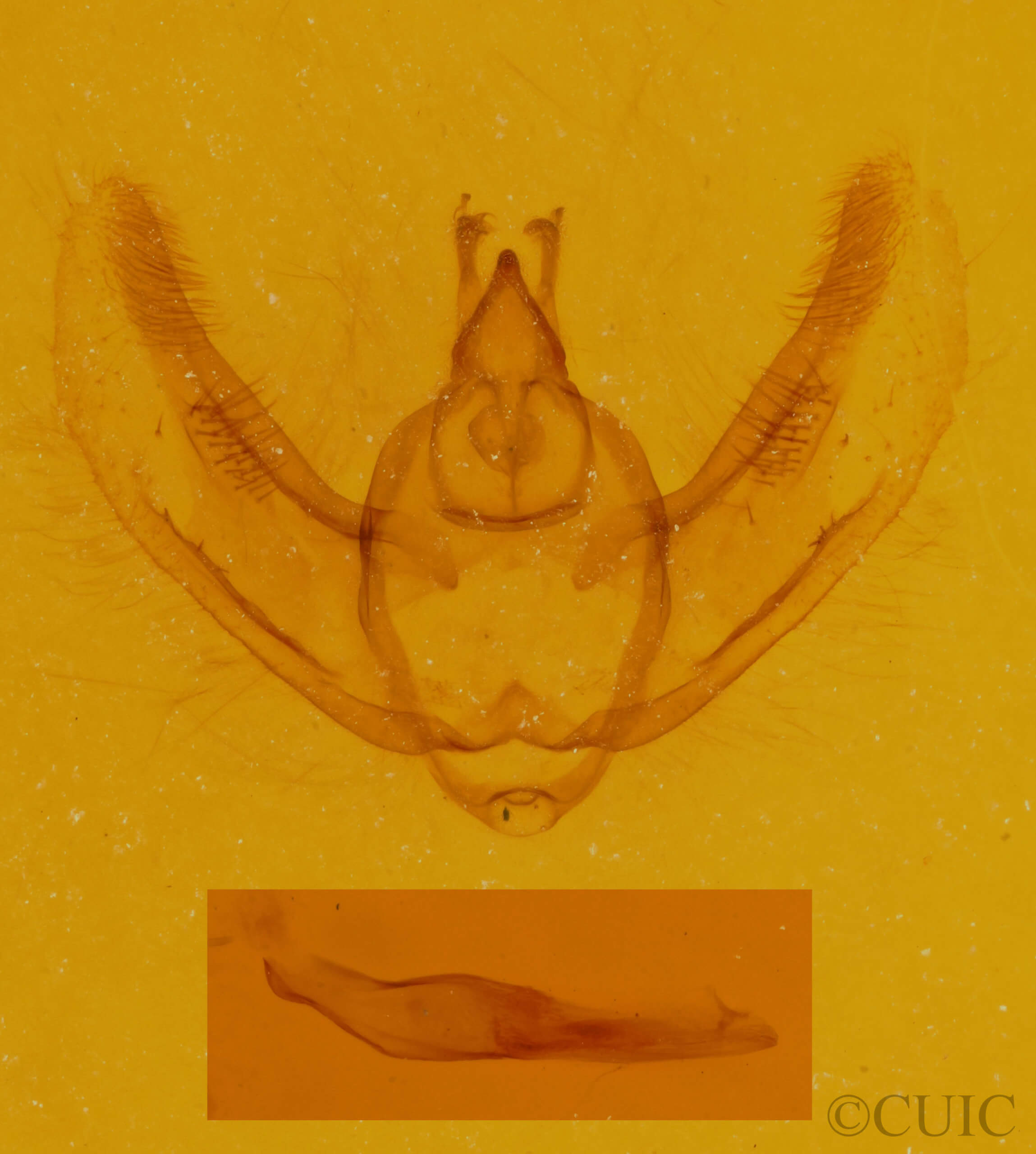 genitalia view of adult Hypomecis buchholzaria